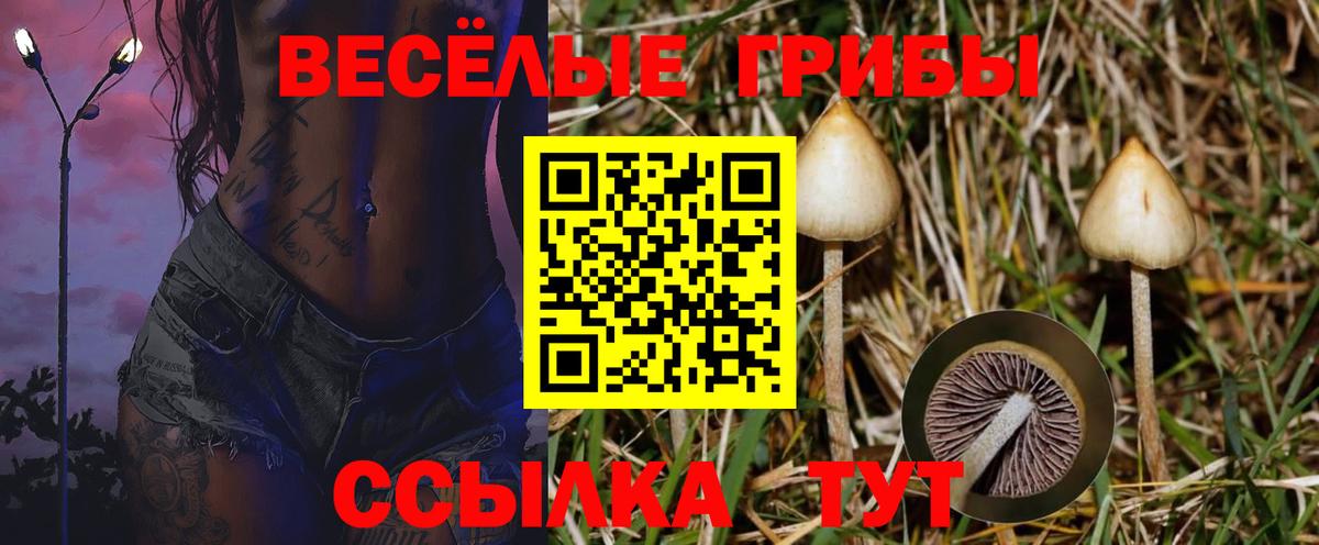 Тара  Галлюциногенные грибы мицелий  Вход с VPN 