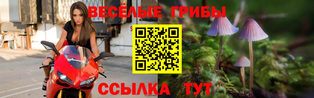 Псилоцибиновые грибы Psilocybe Тара